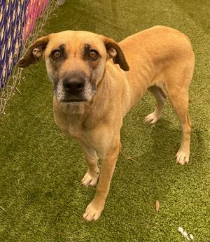 A brown dog standing on green artificial grass, looking directly at the camera.