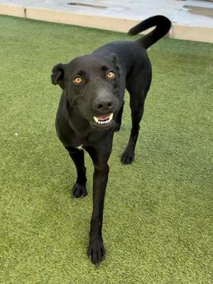 A black dog with a white patch on its chest standing on green artificial grass, looking up with its mouth open and tongue visible.