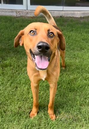 Jasper, German Shepherd Dog and Golden Retriever, adult, available for adoption