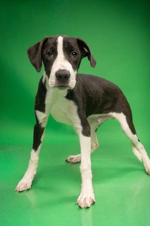 Dipstick, Mixed Breed, puppy, available for adoption