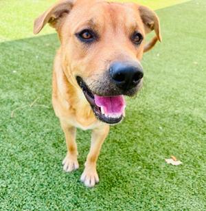 A happy brown dog with a black nose and pink tongue is standing on a green artificial grass surface. The dog is looking directly at the camera with its mouth open, showing its teeth and tongue. The background is a bright green artificial turf, and the dog's fur is short and smooth.