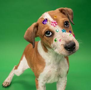 Lacey, Australian Cattle Dog Mix, puppy, available for adoption