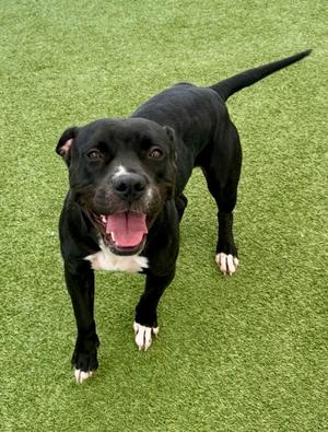 Cypress, Mixed Breed, adult, available for adoption