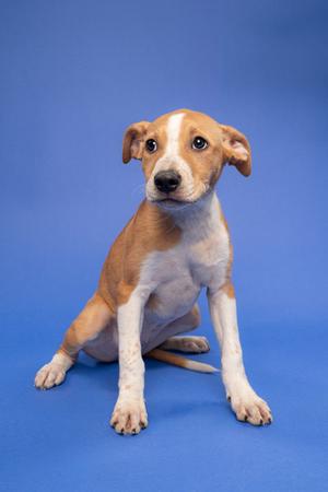 A brown and white puppy sitting on a blue background.