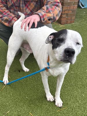 Rockyroad, American Pit Bull Terrier, adult, available for adoption