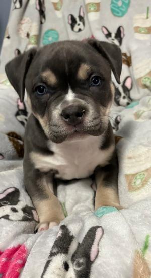 Gv Litter Shuri - APPLICATIONS CLOSED, Pit Bull Terrier, puppy, available for adoption