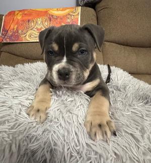 Gv Litter Stark - APPLICATIONS CLOSED, Pit Bull Terrier, puppy, available for adoption