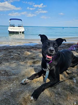 Roma, American Pit Bull Terrier / Cattle Dog, adult, available for adoption
