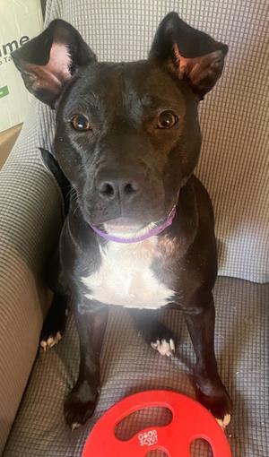 Bebe, Pit Bull Terrier, young, available for adoption