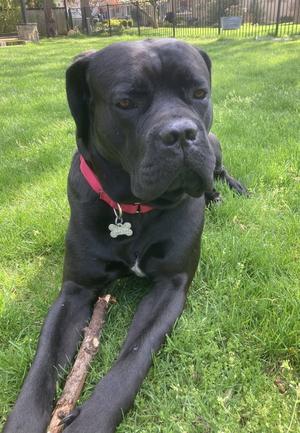 Bruno, Cane Corso Mastiff, young, available for adoption