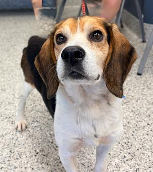 Chester, Beagle, senior, available for adoption
