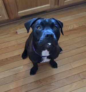Junebug - ADOPTED, American Staffordshire Terrier, young, available for adoption