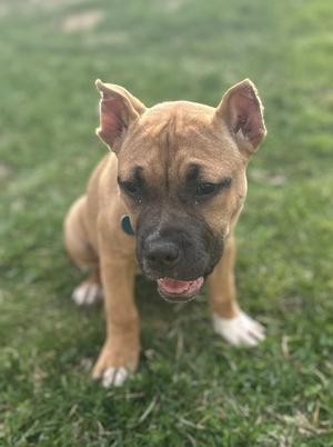 Fv Litter Indie, Bulldog, puppy, available for adoption