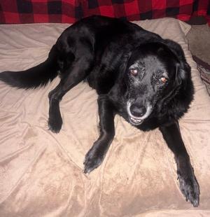 Lilypad, Labrador Retriever, senior, available for adoption