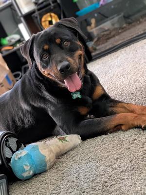 Kova, Rottweiler, young, available for adoption