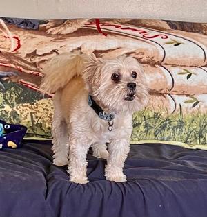 Kirby ♥, Shih Tzu, senior, available for adoption