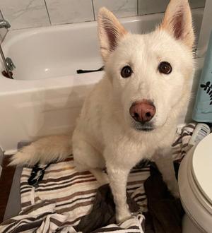 Triscuit, Siberian Husky, adult, available for adoption