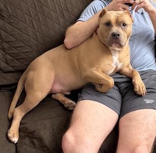 Meatball, American Bulldog / American Staffordshire Terrier, adult, available for adoption