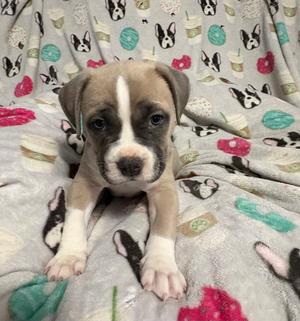 Gv Litter Natasha - APPLICATIONS CLOSED, Pit Bull Terrier, puppy, available for adoption