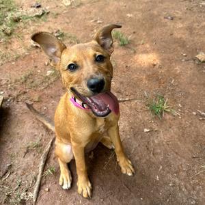 a small brown dog sitting on the ground with its tongue out