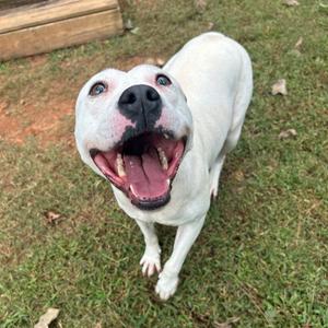 Frostie, Mixed Breed (Medium), adult, available for adoption