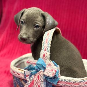 Ezekiel, Mixed Breed (Small), puppy, available for adoption
