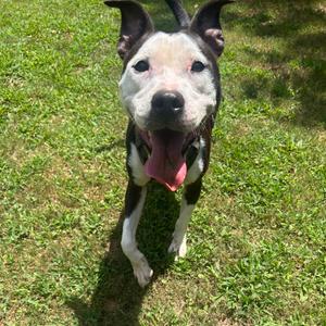 Kayla, Mixed Breed (Medium), adult, available for adoption