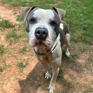 A gray and white pit bull mix dog looking at the camera while standing in a yard.