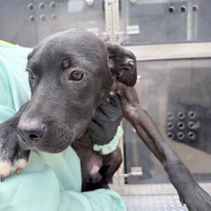 A black puppy being held by a person in a green shirt