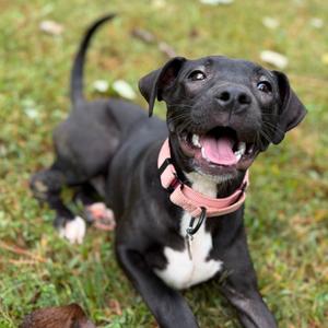 Andromeda, Mixed Breed (Medium), young, available for adoption
