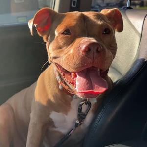 Claudette, Mixed Breed (Medium), adult, available for adoption