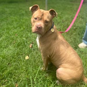 A brown dog sitting on grass with a pink leash attached to its collar.