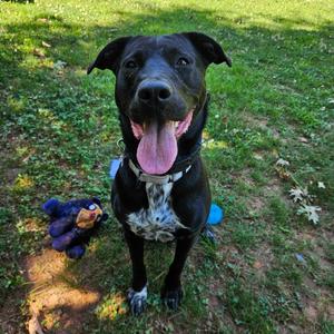 Chrysa, Mixed Breed (Medium), adult, available for adoption