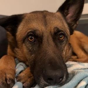 Hayes, Mixed Breed (Medium), adult, available for adoption