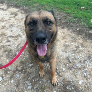 A German Shepherd dog with a red leash, standing on a gravel path with grass in the background.