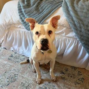 Annie, Mixed Breed (Medium), adult, available for adoption