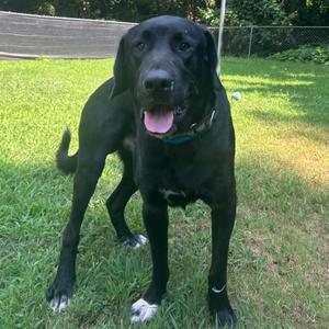 Clyde, Mixed Breed (Large), adult, available for adoption