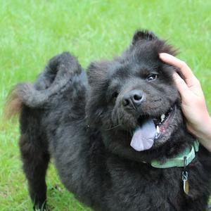 Kodak, Mixed Breed (Medium), adult, available for adoption