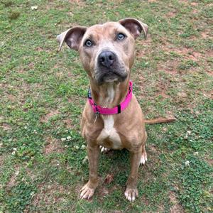 A tan pitbull mix with blue eyes and a pink collar sits on grass looking up.
