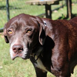 Esme, Mixed Breed (Medium), senior, available for adoption