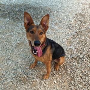 A German Shepherd mix dog sitting on gravel with its tongue hanging out and ears perked up.