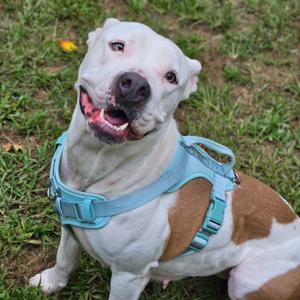 Fleetwood, Mixed Breed (Medium), adult, available for adoption
