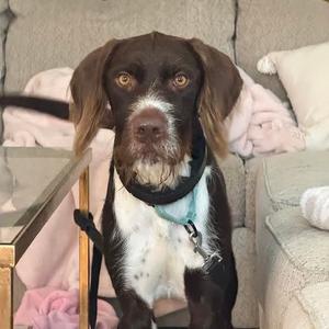 Hunter, Mixed Breed (Large), adult, available for adoption