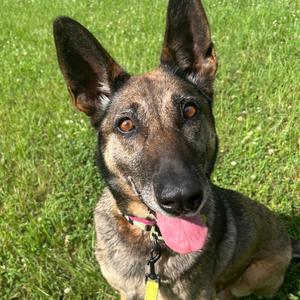Joni, Mixed Breed (Large), senior, available for adoption
