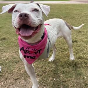 A happy white dog wearing a pink bandana with the text "Adopt Me" on it, standing on grass.