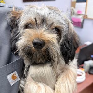 Booker, Mixed Breed (Small), adult, available for adoption