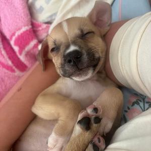 Echo, Mixed Breed (Small), puppy, available for adoption