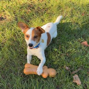 Elliot, Mixed Breed (Small), adult, available for adoption