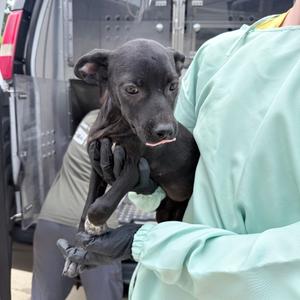 Jenga, Mixed Breed (Medium), puppy, available for adoption