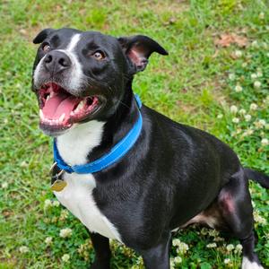 Juice, Mixed Breed (Medium), adult, available for adoption